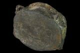Fossil Whale Cervical Vertebra - South Carolina #160965-1